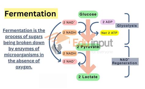 why fermentation occurs.